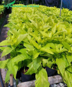 Vườn Lá Trắng giống số lượng cả nghìn cây