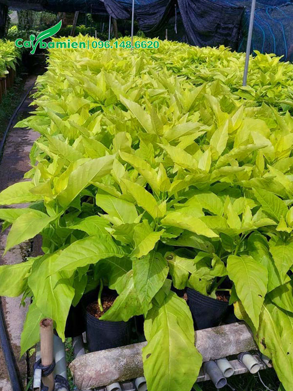 Vườn Lá Trắng giống số lượng cả nghìn cây