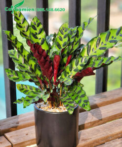 Cây Đuôi Phụng cao 30cm trang trí nội thất đẹp