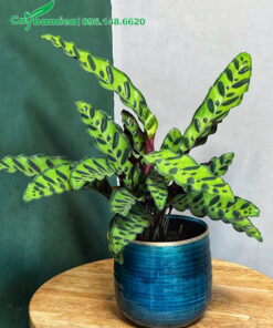 Đặt chậu Đuôi Phụng cảnh trên đôn trang trí phòng khách