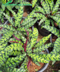 Bán cây Đuôi Phụng thuần chậu, chiều cao từ 20 - 25cm