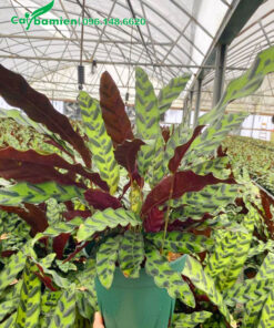 Trồng và chăm sóc cây Đuôi Phụng trong nhà lưới