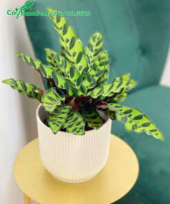 Chậu cây Đuôi Phụng để bàn làm việc