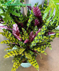 Mua cây Đuôi Phụng trưởng thành trồng sẵn trong chậu