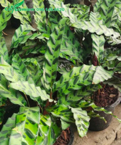 Những chậu Đuôi Phụng Cảnh đang chăm sóc tại nhà vườn