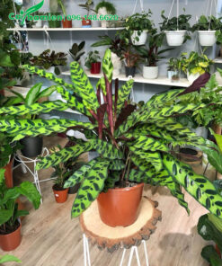 Chậu cây cảnh Đuôi Phụng sum suê lá