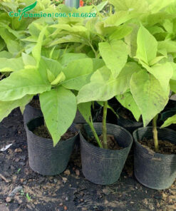 Hàng trăm cây Bạch Trạng chiều cao 30cm chuẩn bị xuất vườn