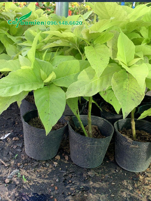 Hàng trăm cây Bạch Trạng chiều cao 30cm chuẩn bị xuất vườn