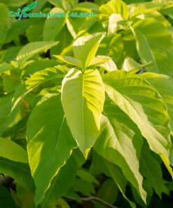 Cây Lá Trắng trồng viền công trình