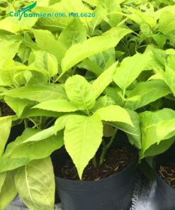 Cây Lá Trắng thân bụi