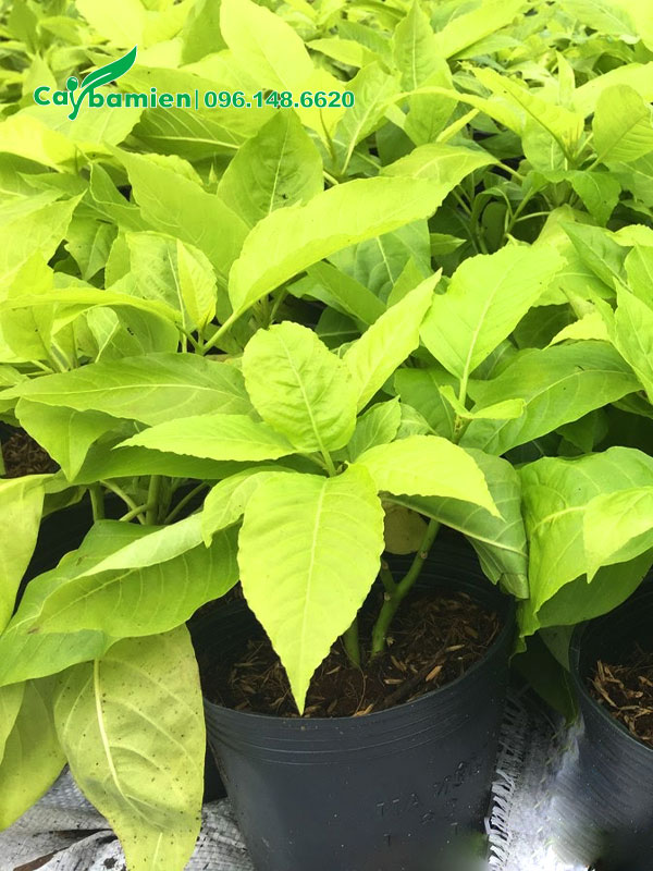 Cây Lá Trắng thân bụi