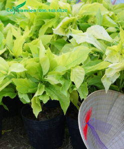 Cây Lá Trắng giống cao 25cm không tính bầu