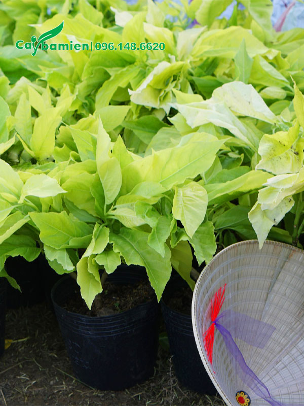Cây Lá Trắng giống cao 25cm không tính bầu