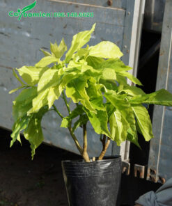 Lá Trắng trồng viền cao 40cm