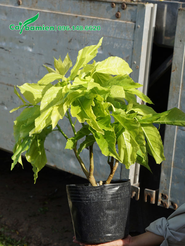 Lá Trắng trồng viền cao 40cm