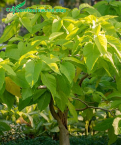 Tán lá tươi tốt của cây Bạch Trạng lâu năm