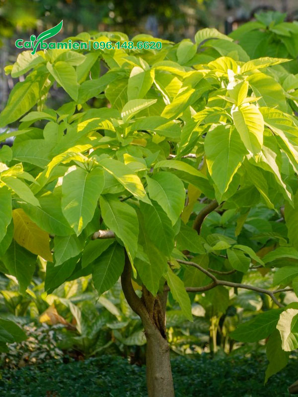 Tán lá tươi tốt của cây Bạch Trạng lâu năm