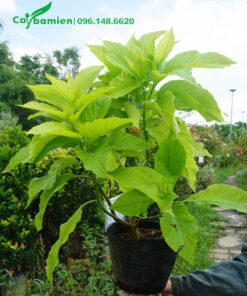 Cây cảnh Lá Trắng cao gần 50cm