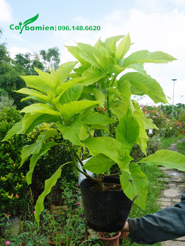 Cây cảnh Lá Trắng cao gần 50cm