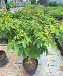 Bán số lượng lớn cây Mai Hoa Đăng đang ra nụ