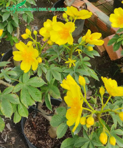 Mai Hoa Đăng kích thước nhỏ nhưng đã nở hoa rực rỡ