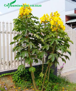 Cây Mai Hoa Đăng trồng trước cổng nhà, chiều cao khoảng 1m5