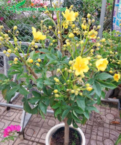 Chậu cây Mai Hoa Đăng lâu năm, đang nở rộ hoa