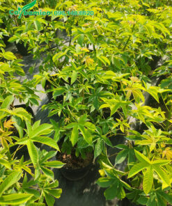 Chậy cây cảnh Mai Hoa Đăng cao 50cm