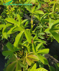 Lá xẻ 3 - 5 thùy nhìn khá độc đáo và đẹp mắt