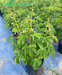 Những chùm nụ đang bật lên ở đầu cành