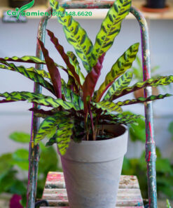 Cây trồng trong chậu, lá đẹp dài từ 20 - 30cm