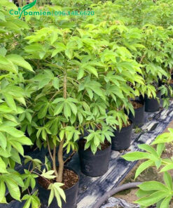 Cây cao khoảng 1, trồng sẵn trong chậu