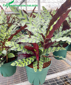 Cây Đuôi Phụng thuần chậu, cao 40cm