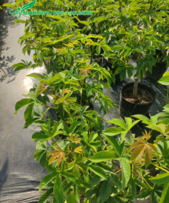 Đọt lá non của cây Mai Hoa Đăng có màu nâu đỏ