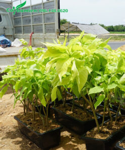 Cây Lá Trắng trồng chậu