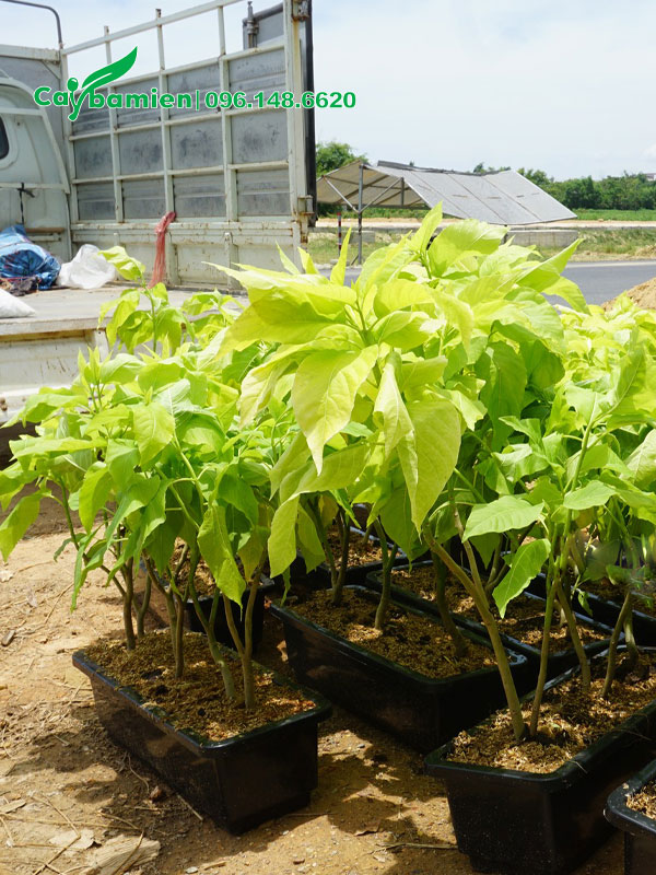 Cây Lá Trắng trồng chậu