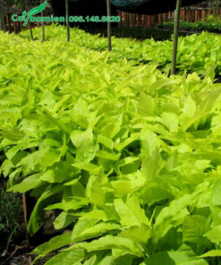 Luống cây Lá Trắng trồng trong bầu, cao khoảng 30 - 40cm