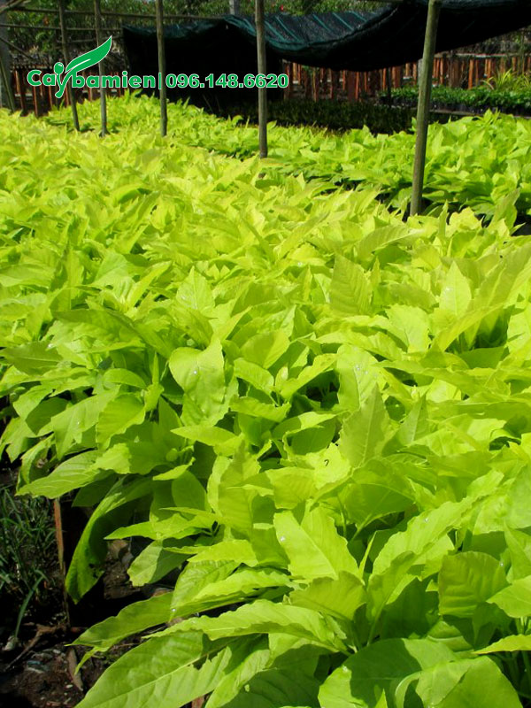 Luống cây Lá Trắng trồng trong bầu, cao khoảng 30 - 40cm