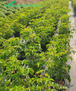 Những hàng Mai Hoa Đăng nuôi dưỡng trong bầu đất