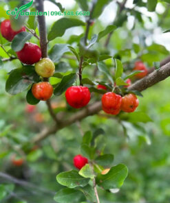 Những chùm quả sơ ri đỏ mọng chuẩn bị thu hái