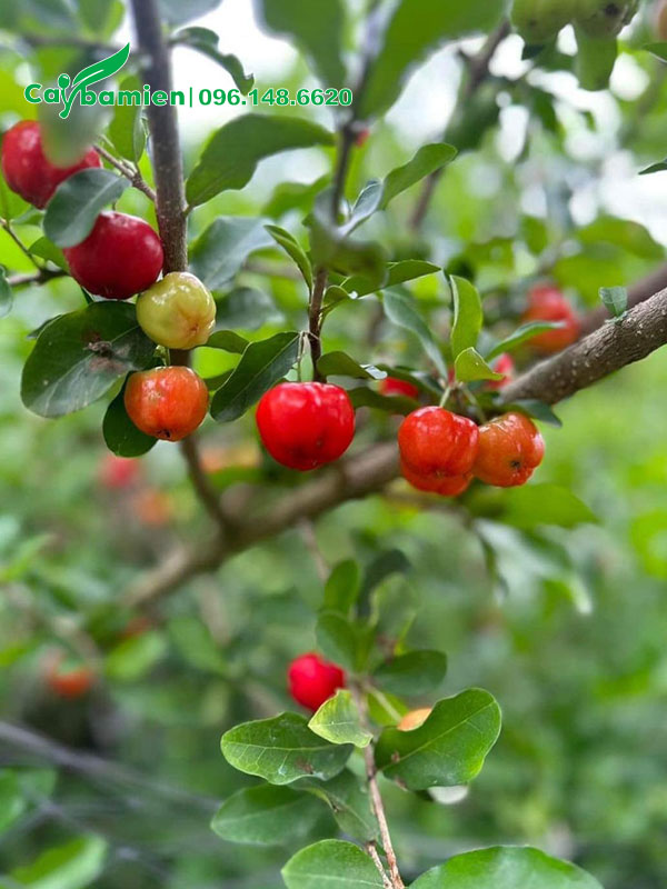 Những chùm quả sơ ri đỏ mọng chuẩn bị thu hái