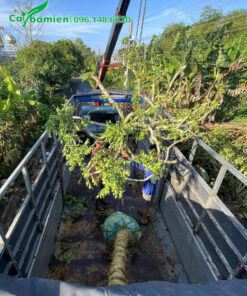 Cần cẩu đang nhẹ nhàng đưa những cây Sơ Ri lâu năm lên thùng xe