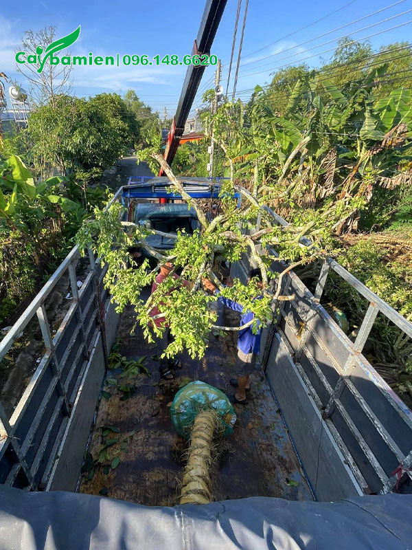 Cần cẩu đang nhẹ nhàng đưa những cây Sơ Ri lâu năm lên thùng xe