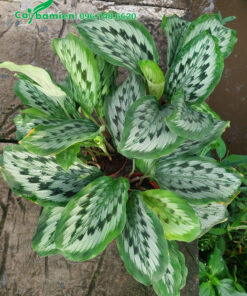 Cây cảnh đuôi công xanh họa tiết trắng ấn tượng