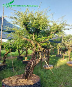 Cây Sơ Ri bonsai trồng sân vườn