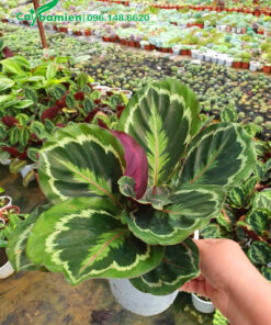 Đuôi Công xanh trồng sẵn trong chậu