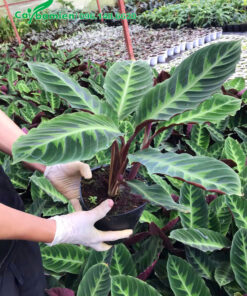 Nhà vườn trồng các loại cây Đuôi Công ở nơi có mái che