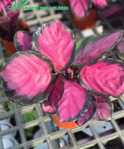 Mua chậu cây Đuôi Công hồng cao 25 - 30cm