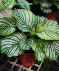 Chiêm ngưỡng chậu cây Đuôi Công táo xanh đẹp