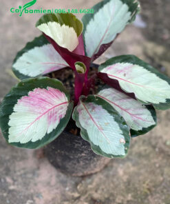 Đuôi Công lá bạc viền xanh đẹp điểm thêm chút màu hồng tím ở gốc lá